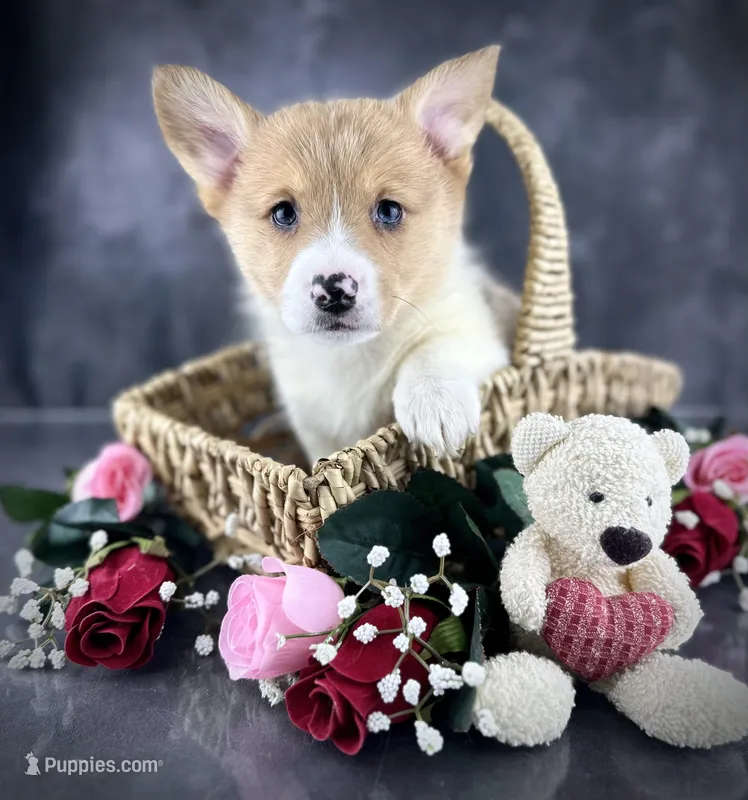 Josie (Tailed Baby ❤️)