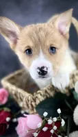 Josie (Tailed Baby ❤️), a female Pembroke Welsh Corgi for sale in Mineral City, OH – Photo 2 of 8