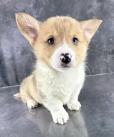 Josie (Tailed Baby ❤️), a female Pembroke Welsh Corgi for sale in Mineral City, OH – Photo 3 of 8