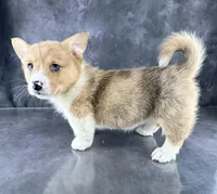 Josie (Tailed Baby ❤️), a female Pembroke Welsh Corgi for sale in Mineral City, OH – Photo 4 of 8
