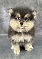 Dash AKC, a male Pomeranian for sale in Mineral City, OH – 3 of 7
