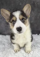 Cooper (Natural Bob Tail) , a male Pembroke Welsh Corgi for sale in Mineral City, OH – 2 of 4