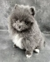 Sky, a female Pomeranian for sale in Mineral City, OH – Photo 2 of 6