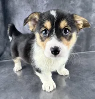Winston (Tailed Baby ❤️), a male Pembroke Welsh Corgi for sale in Mineral City, OH – Photo 2 of 8