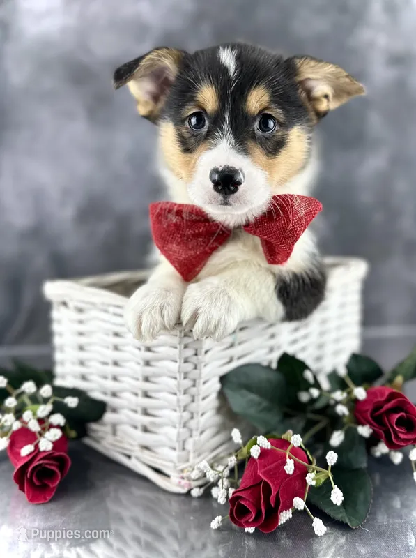 Winston (Tailed Baby ❤️), a male Pembroke Welsh Corgi for sale in Mineral City, OH – Photo 1 of 8