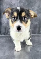 Winston (Tailed Baby ❤️), a male Pembroke Welsh Corgi for sale in Mineral City, OH – Photo 3 of 8