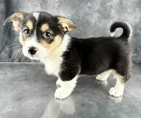 Winston (Tailed Baby ❤️), a male Pembroke Welsh Corgi for sale in Mineral City, OH – Photo 5 of 8