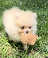 Finn (AKC teacup), a male Pomeranian for sale in Mineral City, OH – Photo 5 of 7