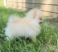 Finn (AKC teacup), a male Pomeranian for sale in Mineral City, OH – Photo 2 of 7