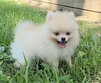 Finn (AKC teacup), a male Pomeranian for sale in Mineral City, OH – Photo 3 of 7