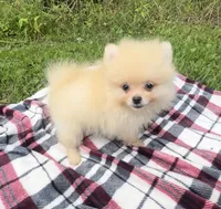 Finn (AKC teacup), a male Pomeranian for sale in Mineral City, OH – Photo 1 of 7