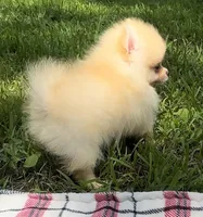 Finn (AKC teacup), a male Pomeranian for sale in Mineral City, OH – Photo 4 of 7