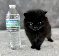 Little Bit (Teacup), a female Pomeranian for sale in Mineral City, OH – Photo 2 of 6