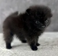 Little Bit (Teacup), a female Pomeranian for sale in Mineral City, OH – Photo 3 of 6