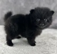 Little Bit (Teacup), a female Pomeranian for sale in Mineral City, OH – Photo 6 of 6