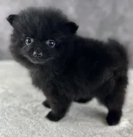 Little Bit (Teacup), a female Pomeranian for sale in Mineral City, OH – Photo 4 of 6