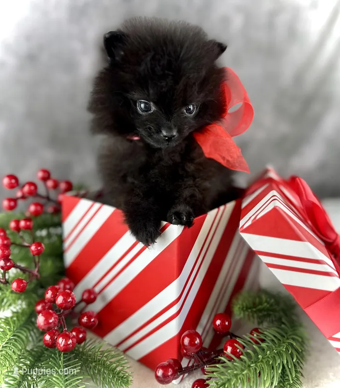 Little Bit (Teacup), a female Pomeranian for sale in Mineral City, OH – Photo 1 of 6