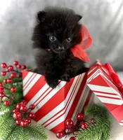 Little Bit (Teacup), a female Pomeranian for sale in Mineral City, OH – Photo 1 of 6