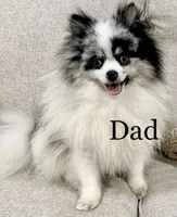 Cleo AKC, a female Pomeranian for sale in Mineral City, OH – 6 of 6