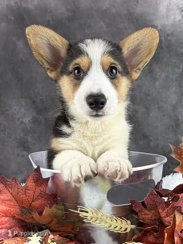 Cooper (Natural Bob Tail)  – Pembroke Welsh Corgi puppy for sale in Mineral City, OH