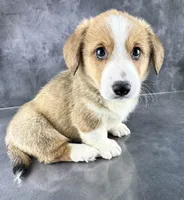 Oliver (Tailed Baby ❤️), a male Pembroke Welsh Corgi for sale in Mineral City, OH – Photo 4 of 8