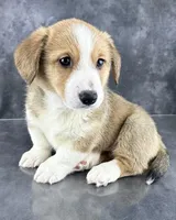 Oliver (Tailed Baby ❤️), a male Pembroke Welsh Corgi for sale in Mineral City, OH – Photo 3 of 8