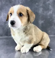 Oliver (Tailed Baby ❤️), a male Pembroke Welsh Corgi for sale in Mineral City, OH – Photo 5 of 8