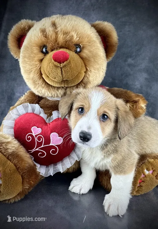 Oliver (Tailed Baby ❤️)