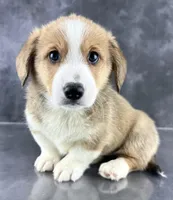 Oliver (Tailed Baby ❤️), a male Pembroke Welsh Corgi for sale in Mineral City, OH – Photo 2 of 8