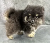 Zeke AKC, a male Pomeranian for sale in Mineral City, OH – 3 of 6