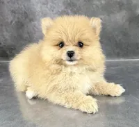 Roo AKC, a female Pomeranian for sale in Mineral City, OH – 2 of 6
