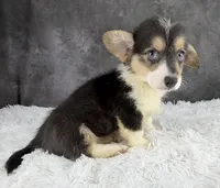 Charlie (Tailed Baby) , a male Pembroke Welsh Corgi for sale in Mineral City, OH – 3 of 7