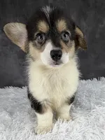 Charlie (Tailed Baby) , a male Pembroke Welsh Corgi for sale in Mineral City, OH – 4 of 7