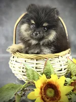Zeke AKC, a male Pomeranian for sale in Mineral City, OH – 1 of 6
