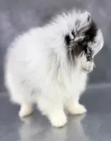 Bitsy AKC, a female Pomeranian for sale in Mineral City, OH – 3 of 7
