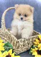 Roo AKC, a female Pomeranian for sale in Mineral City, OH – 1 of 6