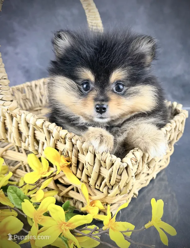 Cleo AKC – Pomeranian puppy for sale in Mineral City, OH