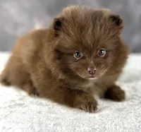 Tootsie, a female Pomeranian for sale in Mineral City, OH – Photo 4 of 5