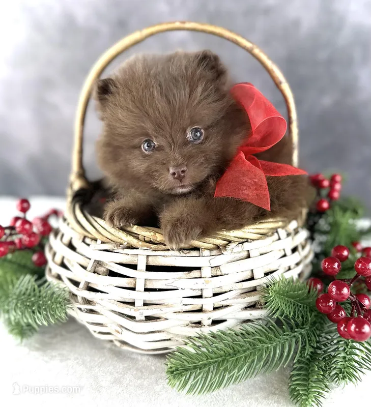 Tootsie, a female Pomeranian for sale in Mineral City, OH – Photo 1 of 5