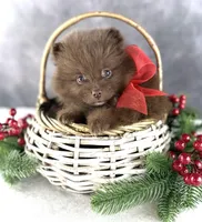 Tootsie, a female Pomeranian for sale in Mineral City, OH – Photo 1 of 5