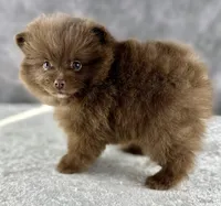 Tootsie, a female Pomeranian for sale in Mineral City, OH – Photo 5 of 5