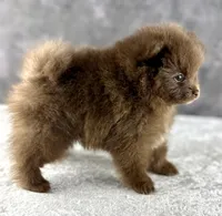 Tootsie, a female Pomeranian for sale in Mineral City, OH – Photo 3 of 5