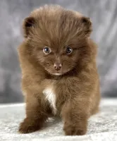Tootsie, a female Pomeranian for sale in Mineral City, OH – Photo 2 of 5