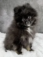 Teddy , a male Pomeranian for sale in Mineral City, OH – Photo 3 of 7