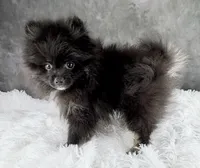 Teddy , a male Pomeranian for sale in Mineral City, OH – Photo 5 of 7
