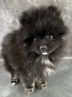 Teddy , a male Pomeranian for sale in Mineral City, OH – Photo 2 of 7