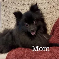 Teddy , a male Pomeranian for sale in Mineral City, OH – Photo 6 of 7