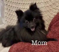 Teddy , a male Pomeranian for sale in Mineral City, OH – Photo 6 of 7