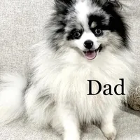 Teddy , a male Pomeranian for sale in Mineral City, OH – Photo 7 of 7