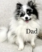 Teddy , a male Pomeranian for sale in Mineral City, OH – Photo 7 of 7